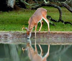 Deer Drinking